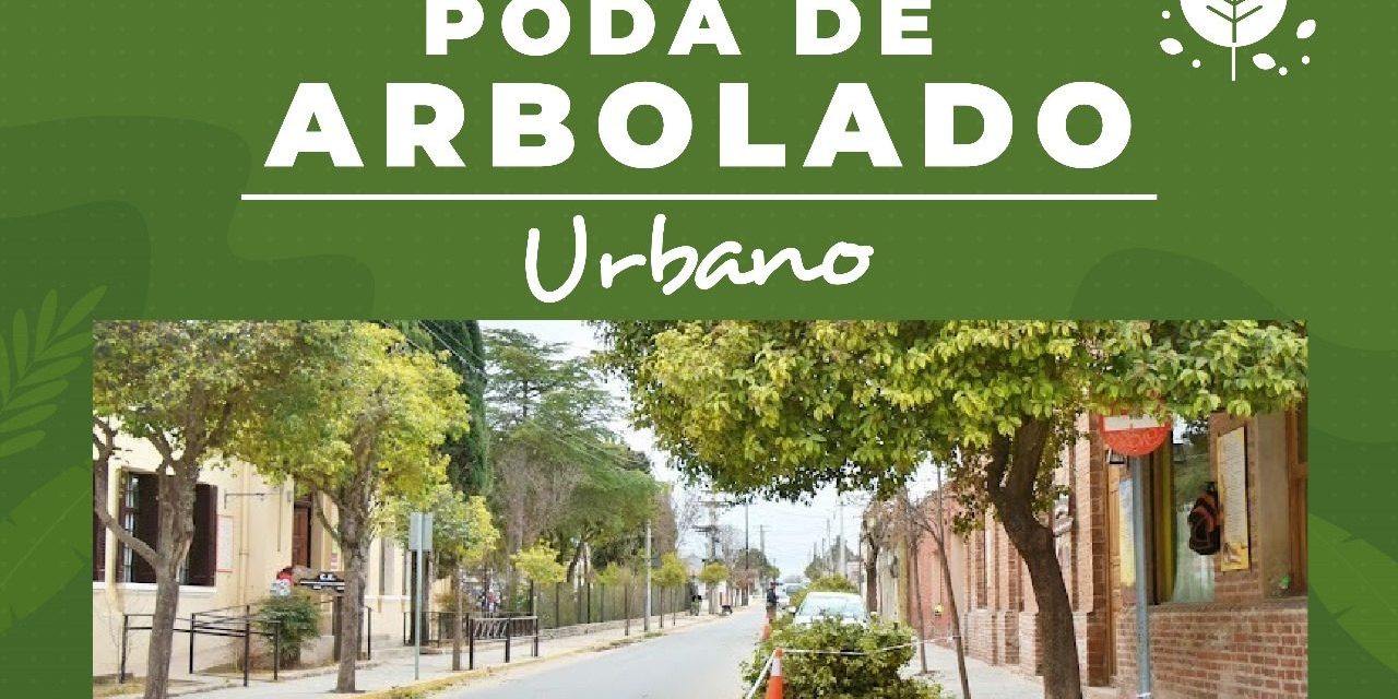 poda arbolado urbano (2)