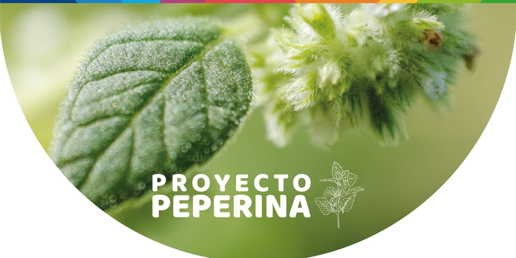 ambiente- peperina